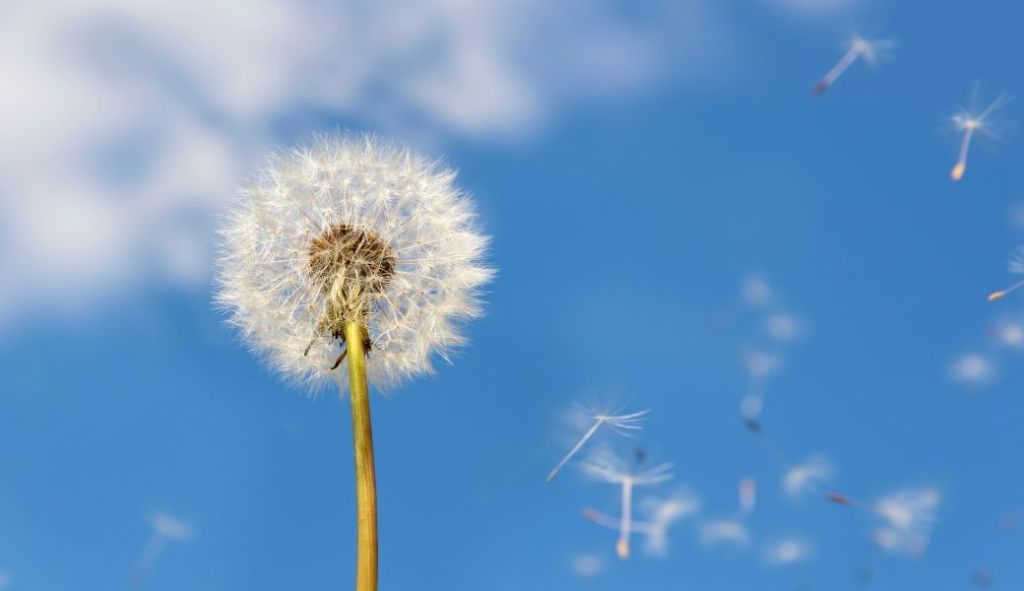 Hooikoorts klachten verminderen: hoe om te gaan met deze allergie