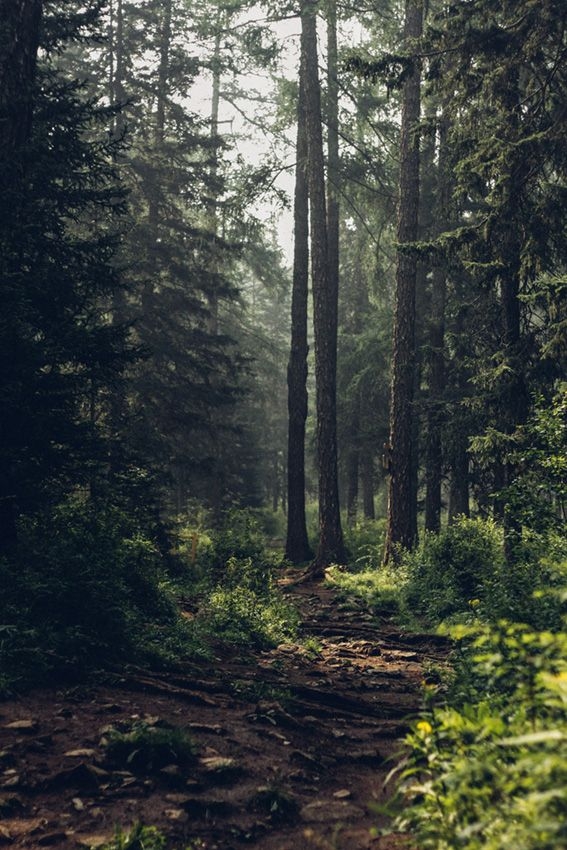 elektrosmog afschermen