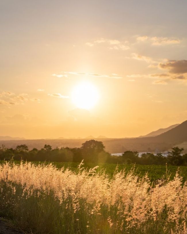 trillingsfrequentie lichaamscellen naar de normaalwaarden