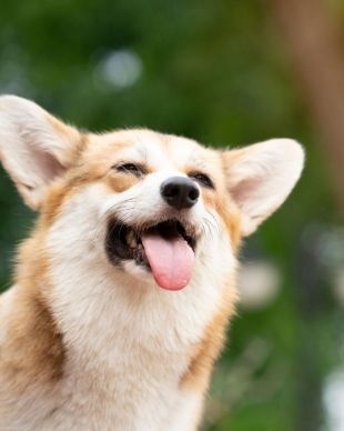 holistische frequentiestimulatie dieren