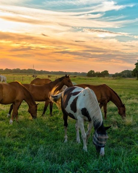 anti-stralingsproducten dierenwelzijn verhogen
